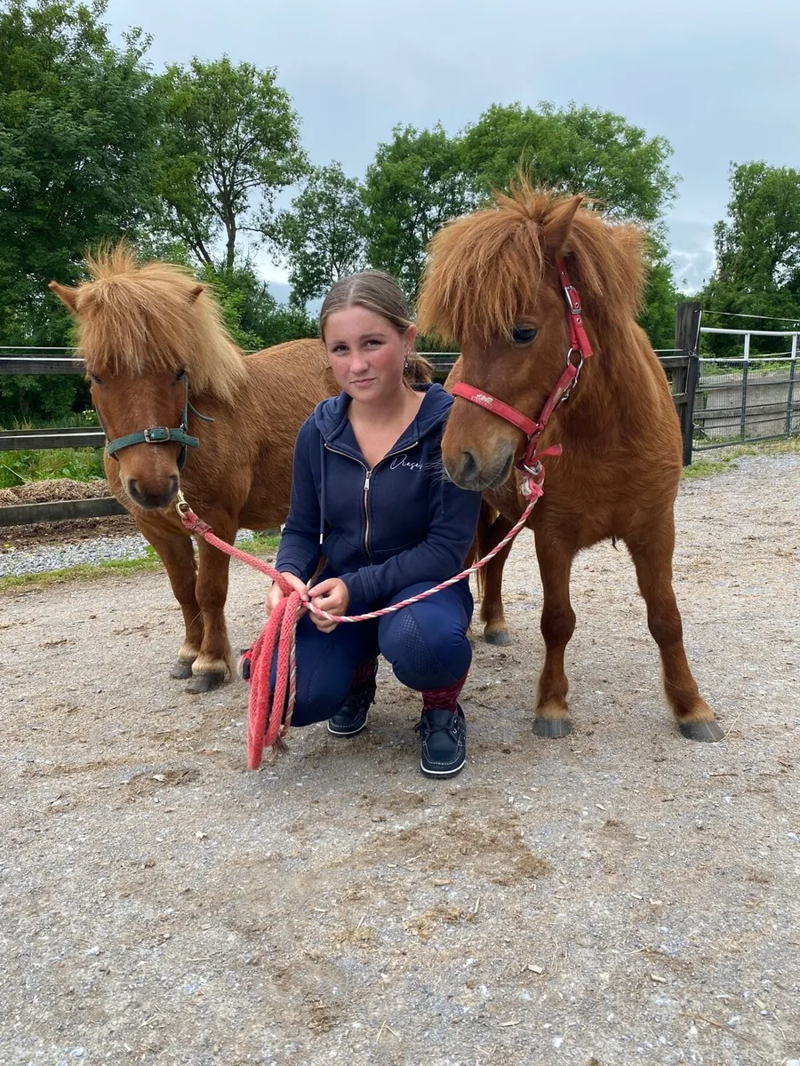 SMALL PET/LEAD-R CHILDREN’S PONIES - Image 2