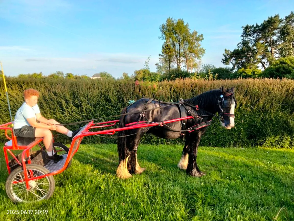 Ride ride and drive 3 year old gelding - Image 4