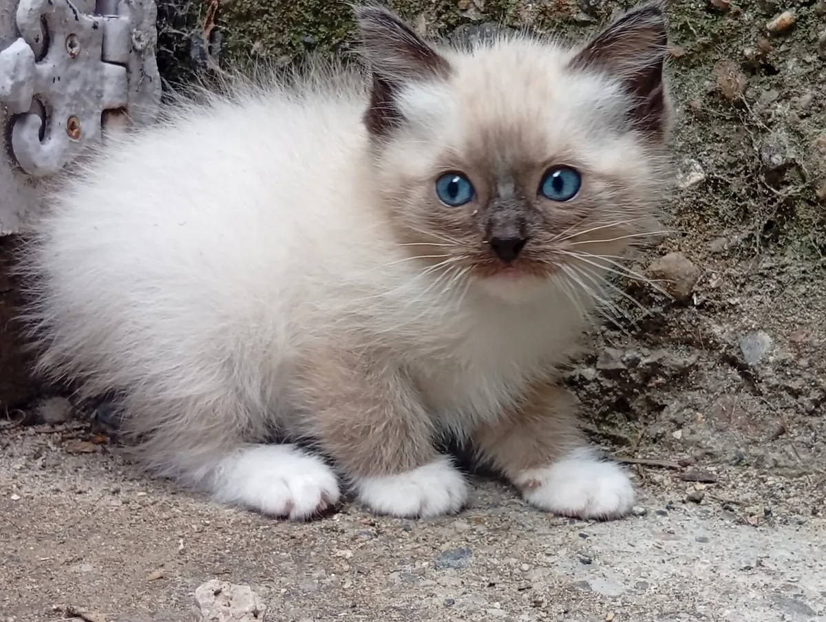 Purebred Ragdoll Kittens (2 boys) - Image 1