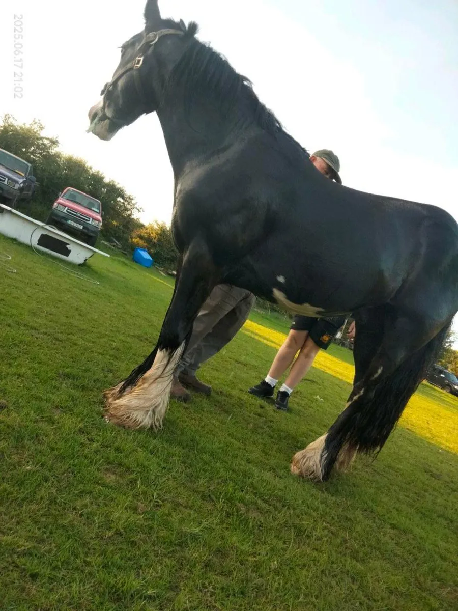 Ride ride and drive 3 year old gelding - Image 1