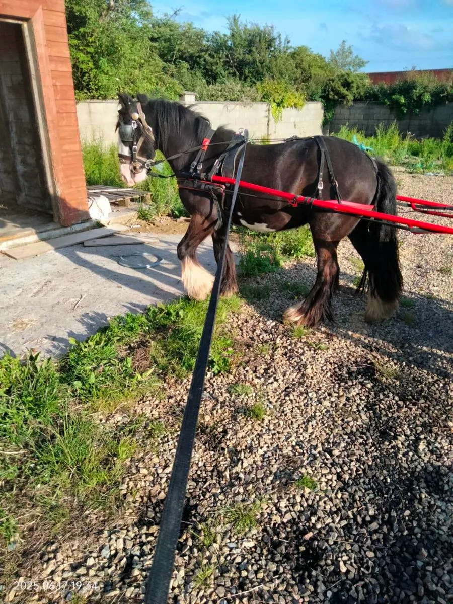 Ride ride and drive 3 year old gelding - Image 2