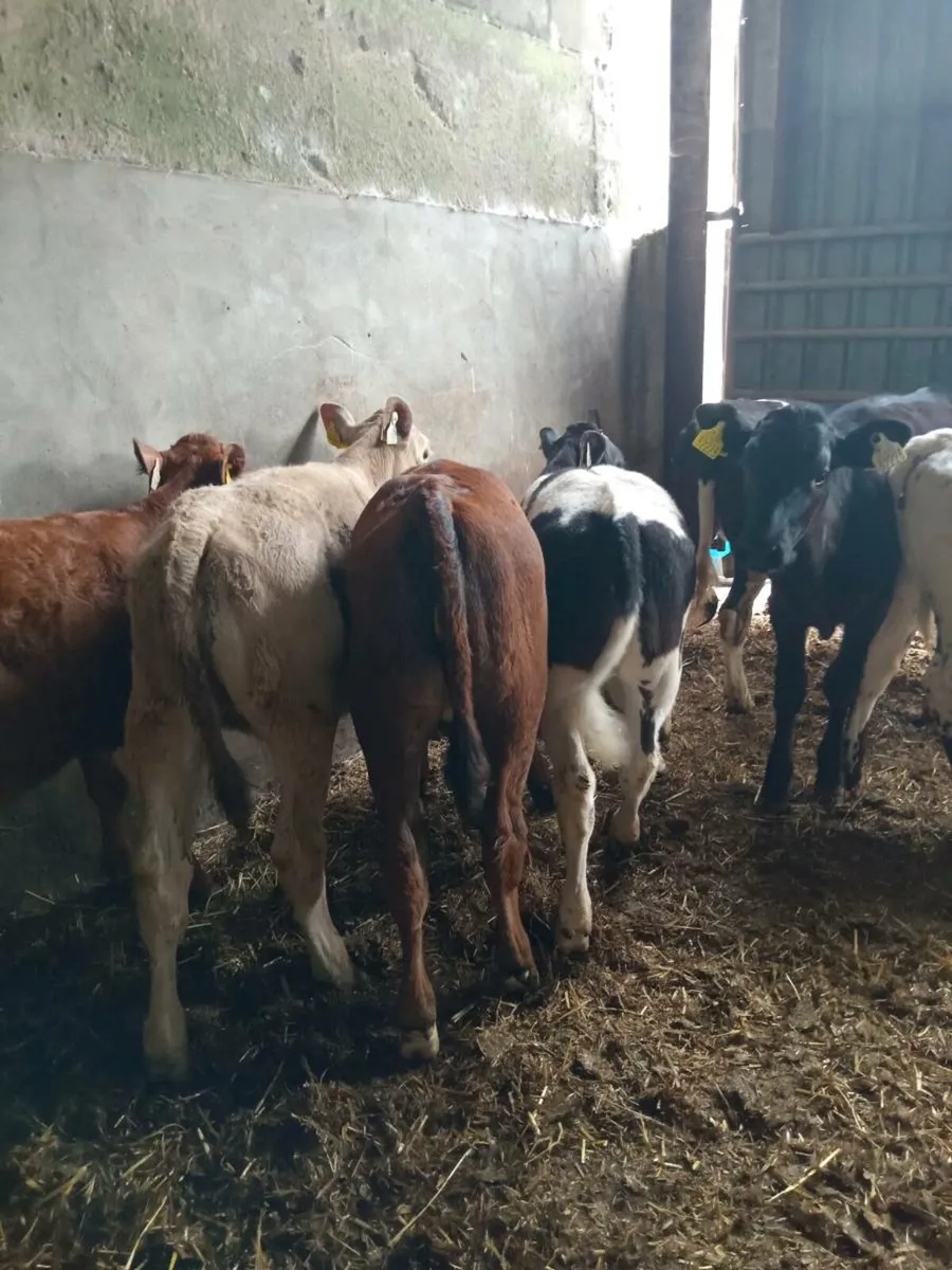 Champion cow maker weanlings - Image 1