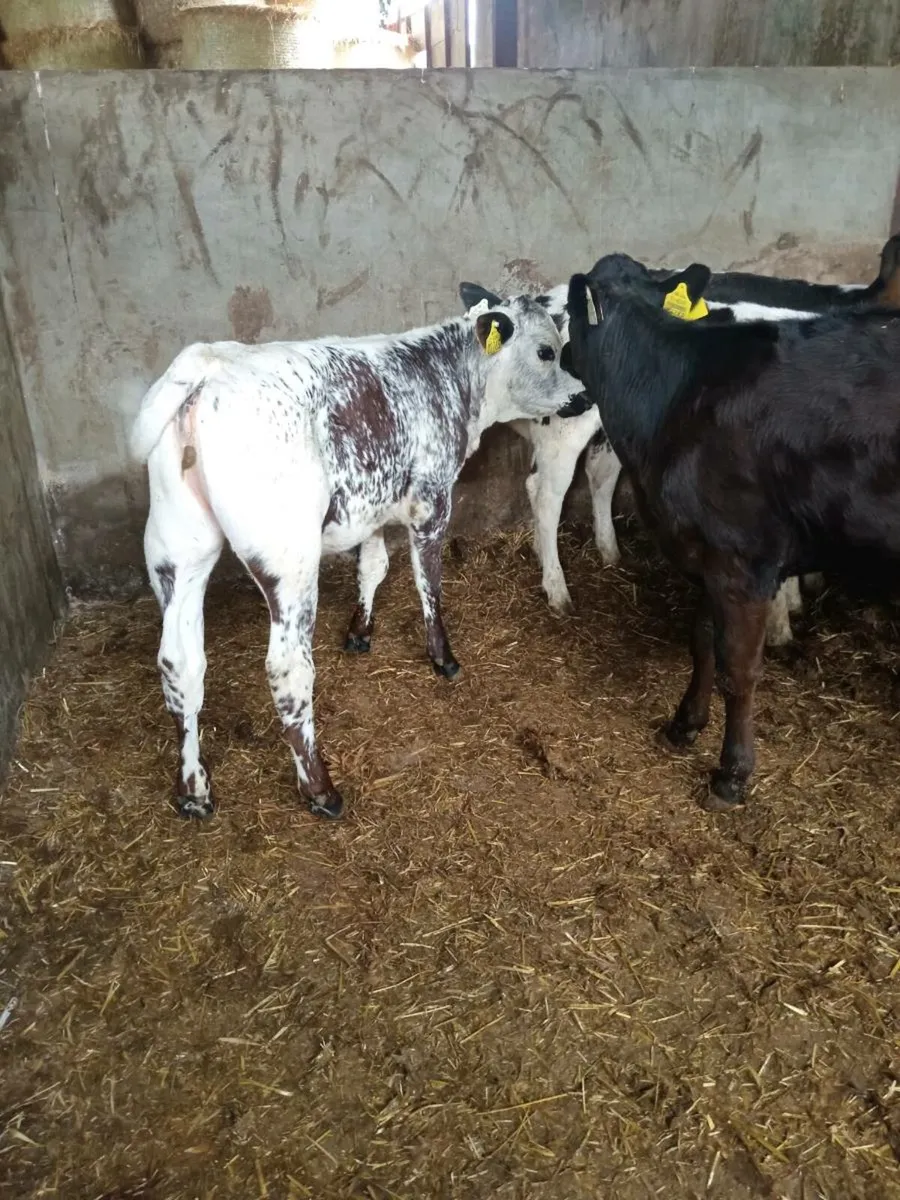 Champion cow maker weanlings - Image 3