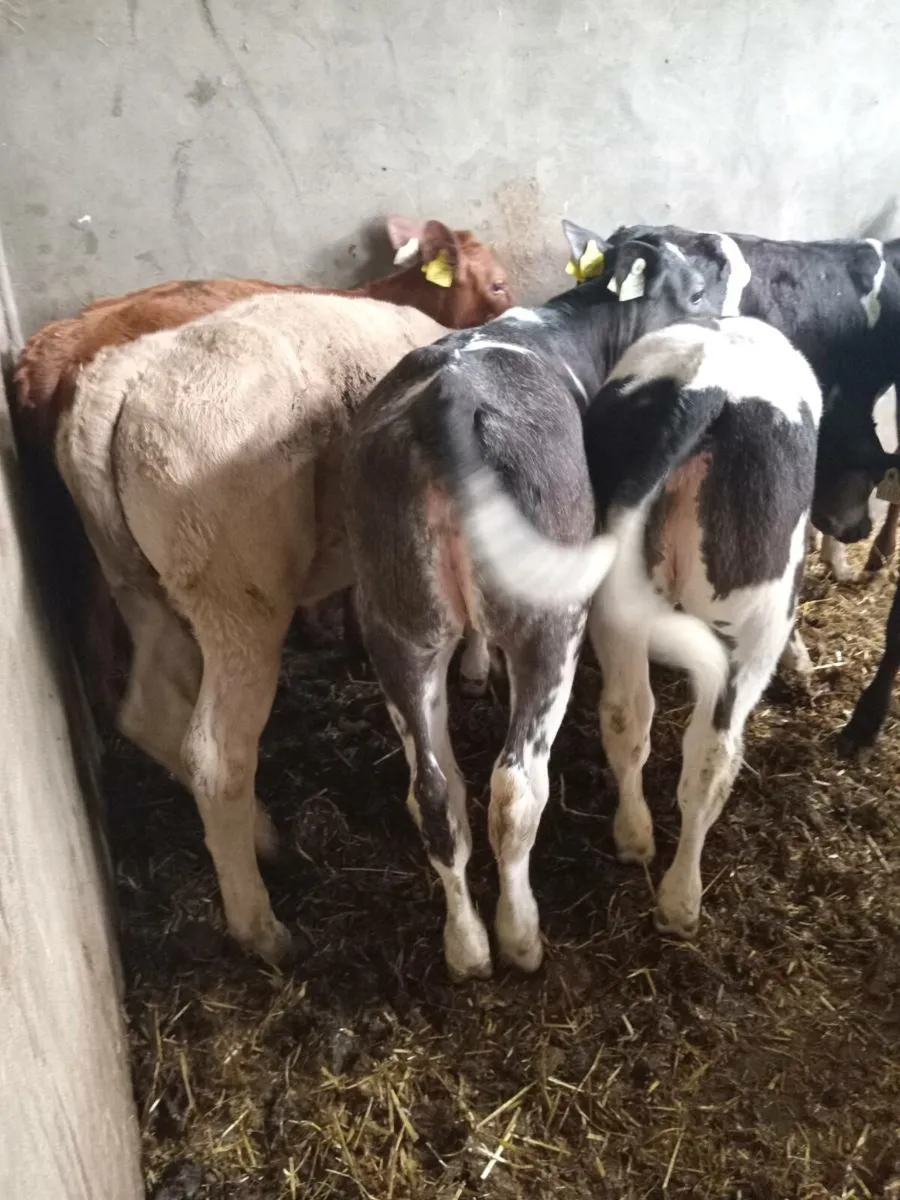 Champion cow maker weanlings - Image 4