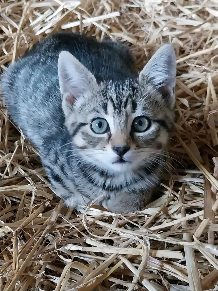 Kittens - Image 1