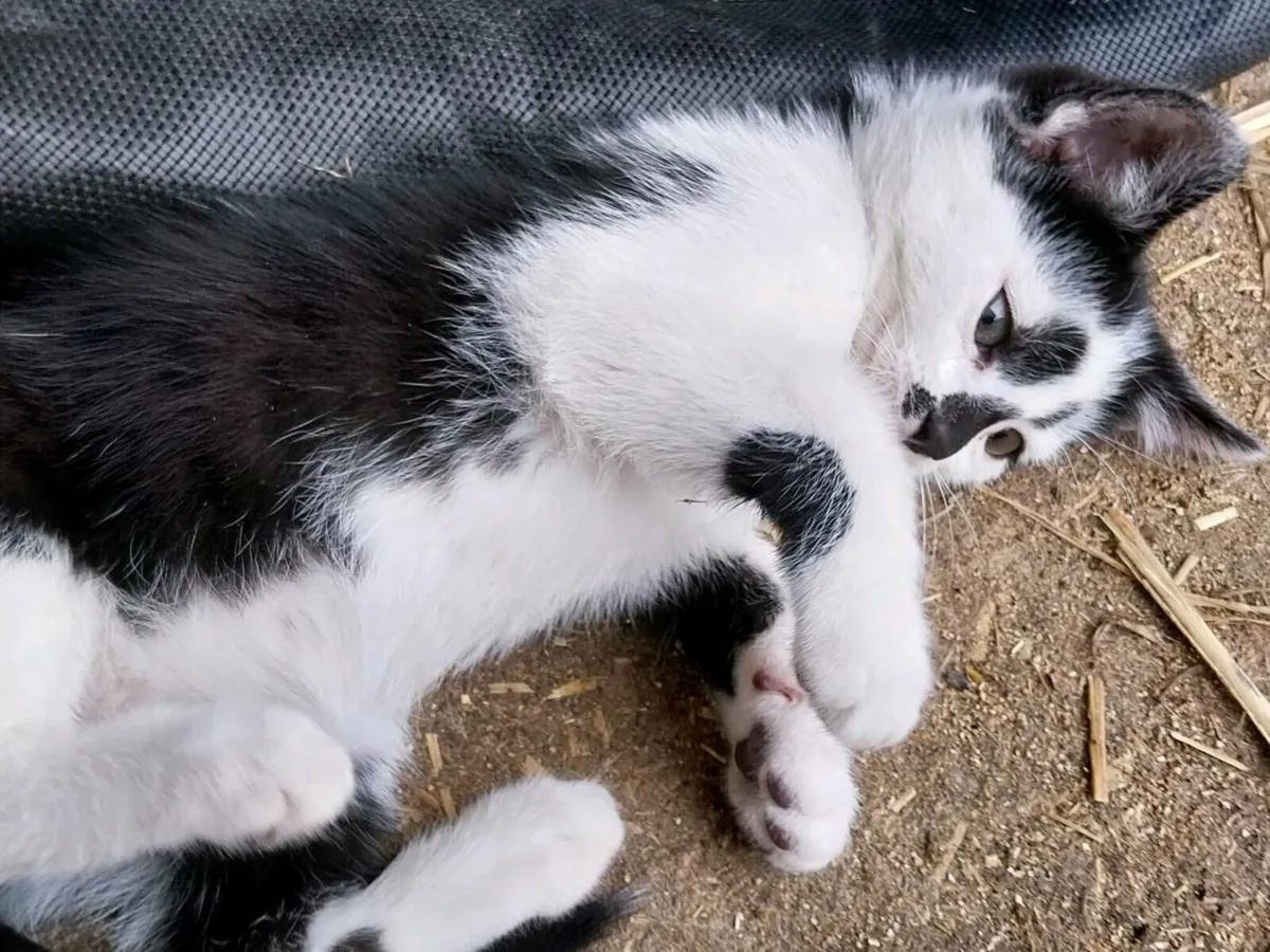 Kittens - Image 2