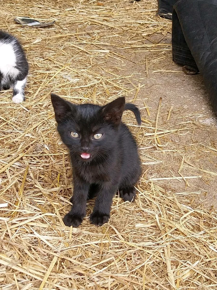 Kittens - Image 3