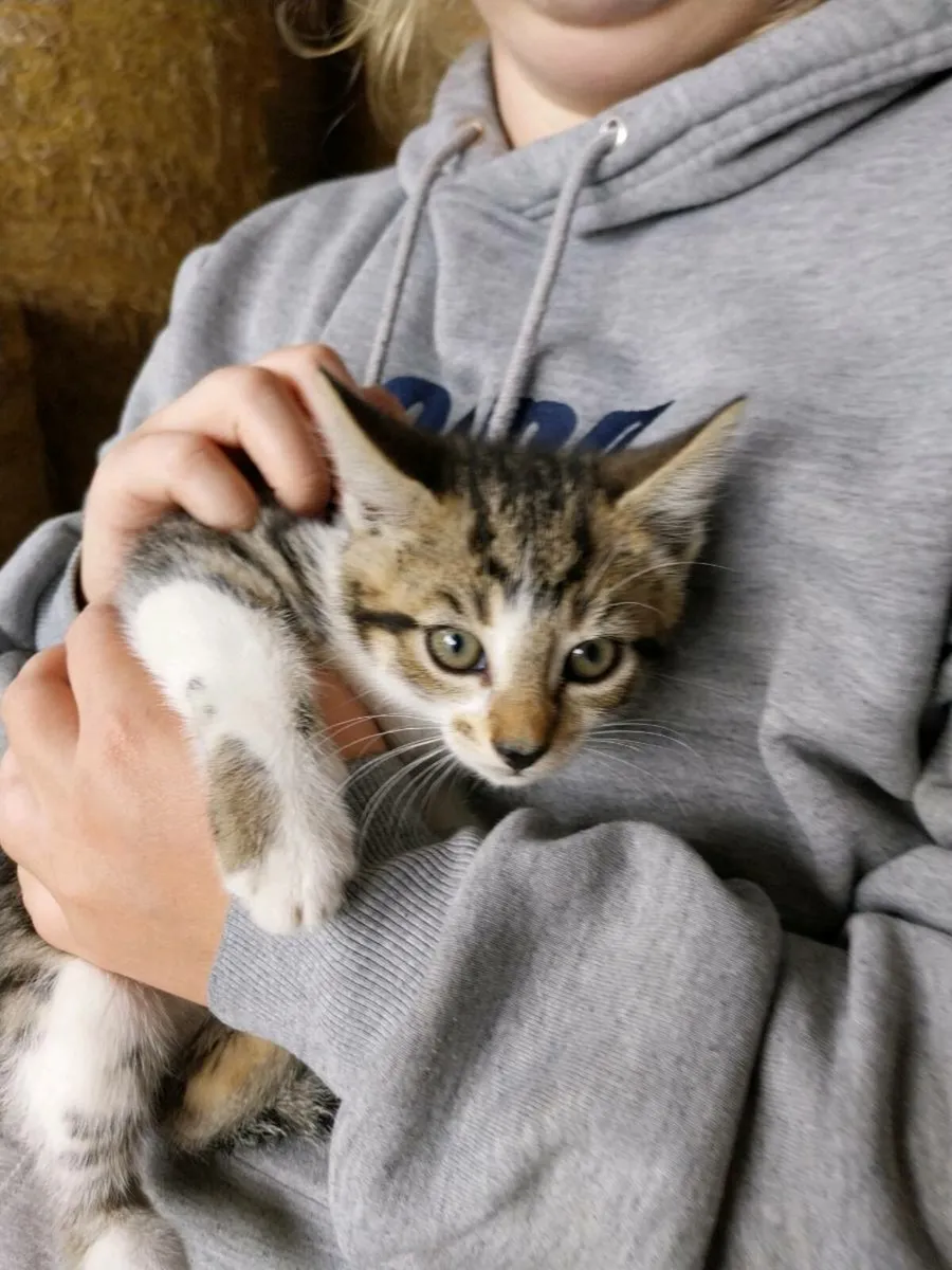 Kittens - Image 4