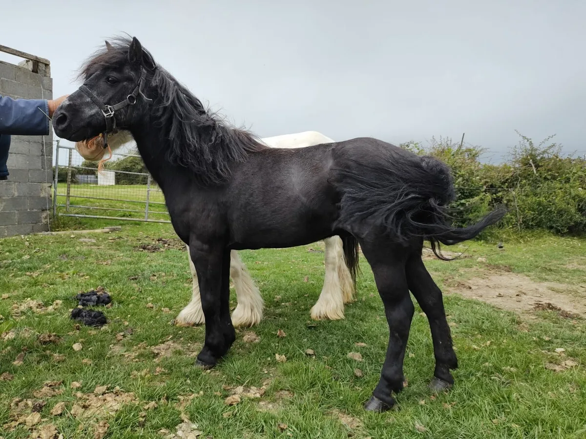 Pony - Image 1