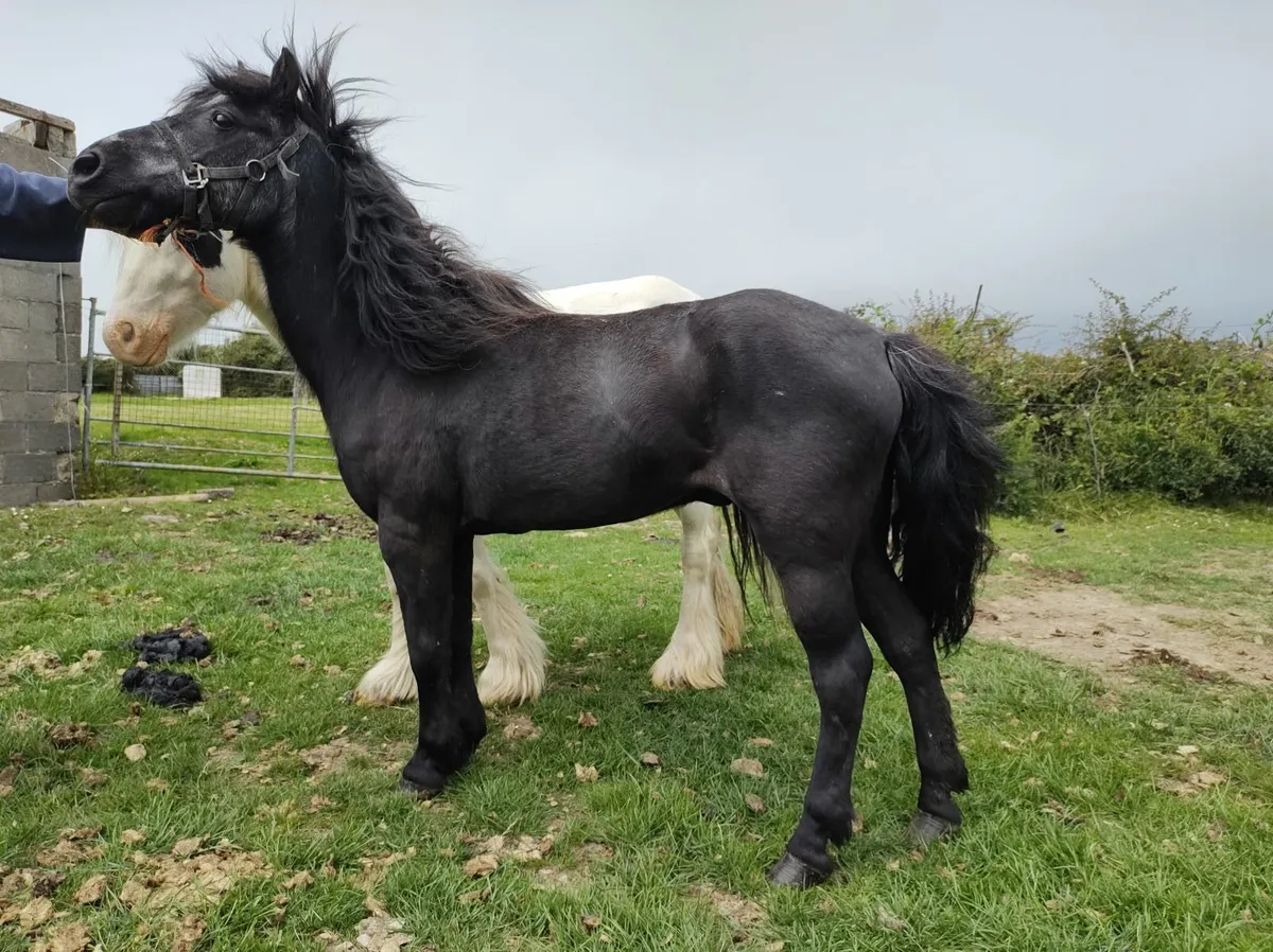 Pony - Image 2