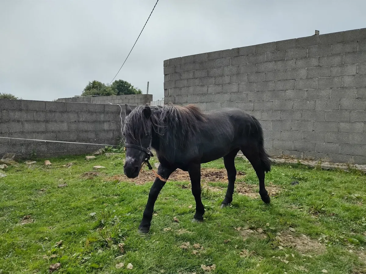 Pony - Image 3
