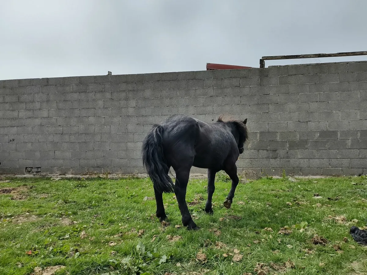 Pony - Image 4