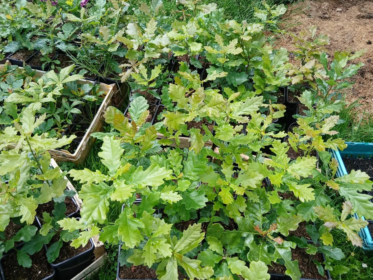 Oak trees. Beech trees. Horse chestnuts  trees  be - Image 3