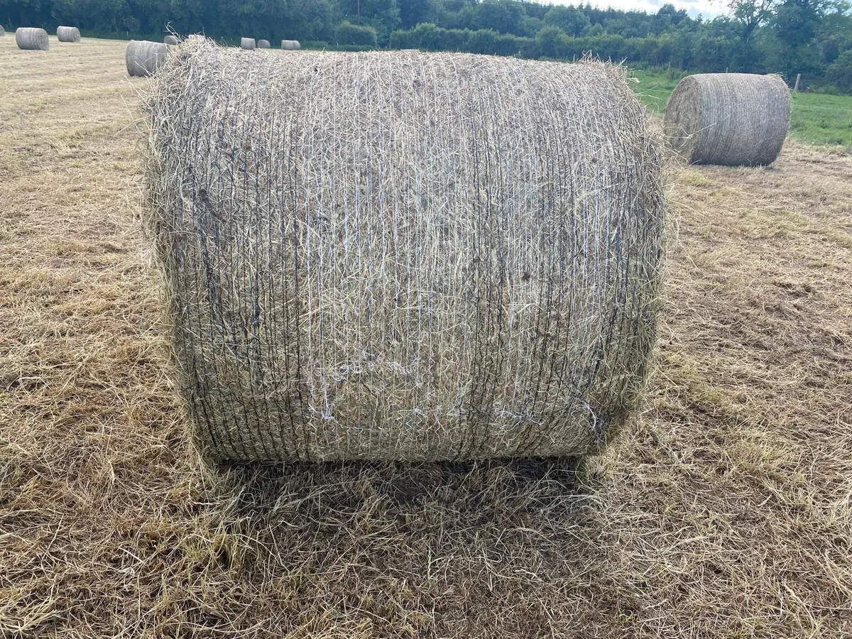 Hay for sale - Image 2