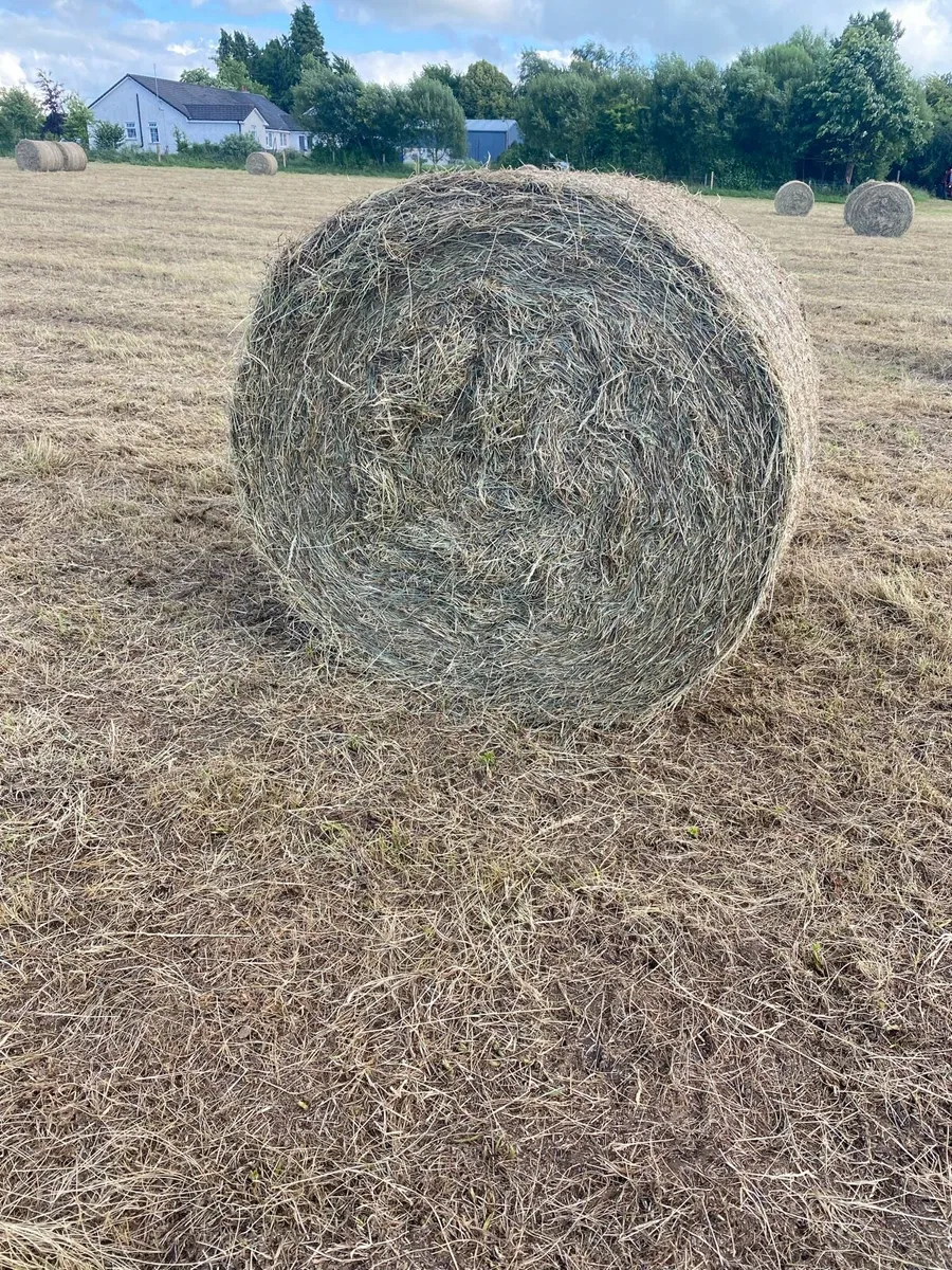 Hay for sale - Image 3