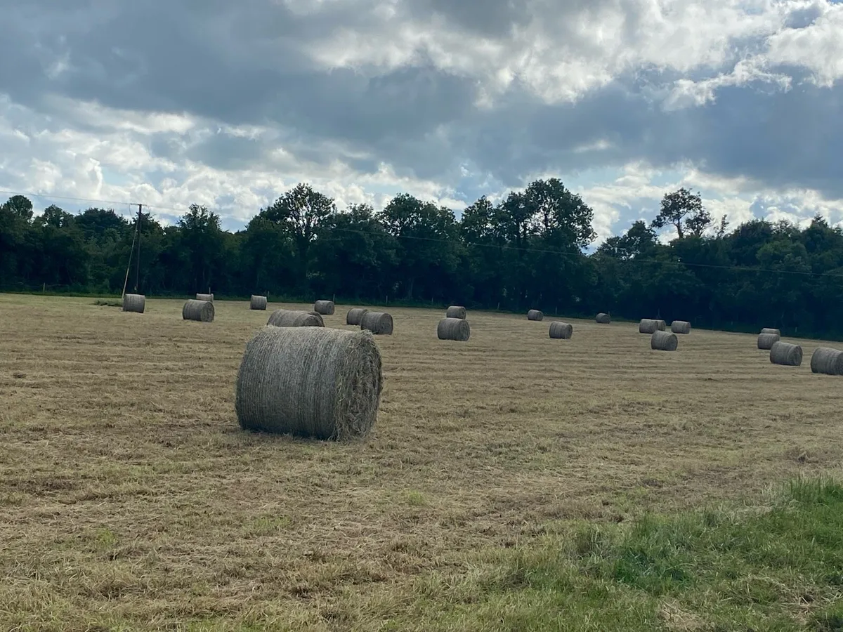 Hay for sale - Image 1