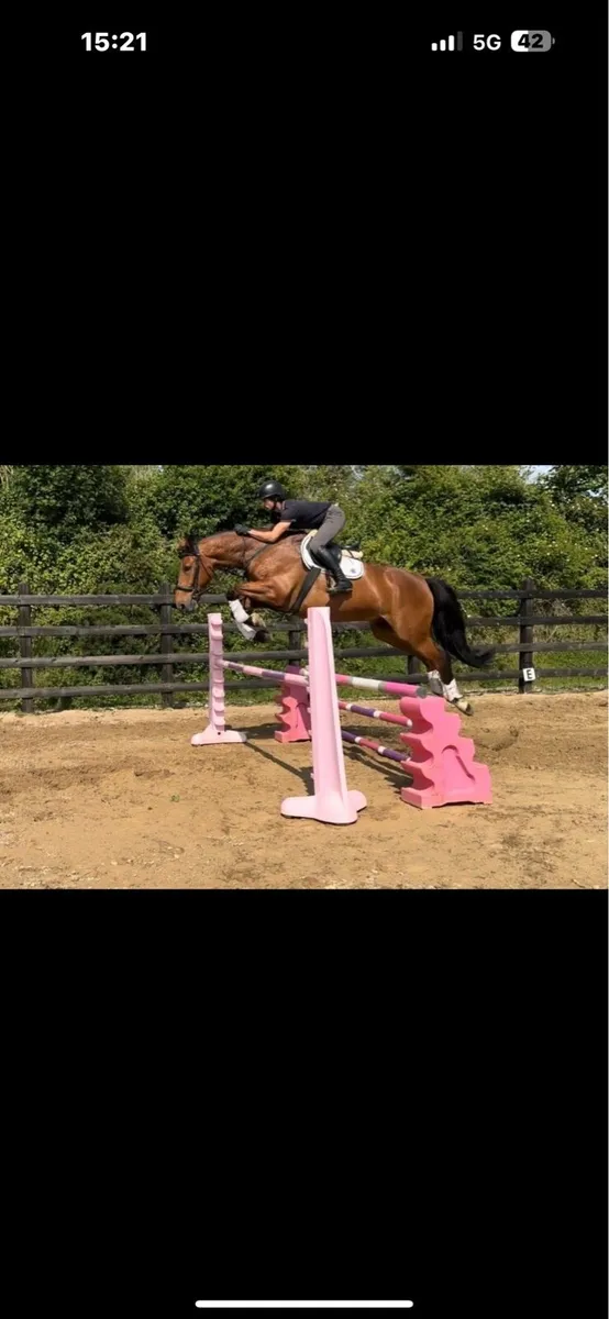 11 year gelding 17.1 School master - Image 1