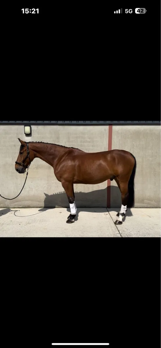 11 year gelding 17.1 School master - Image 2