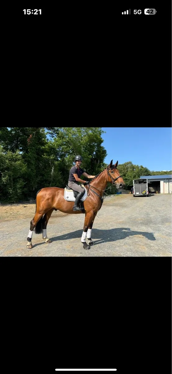 11 year gelding 17.1 School master - Image 3
