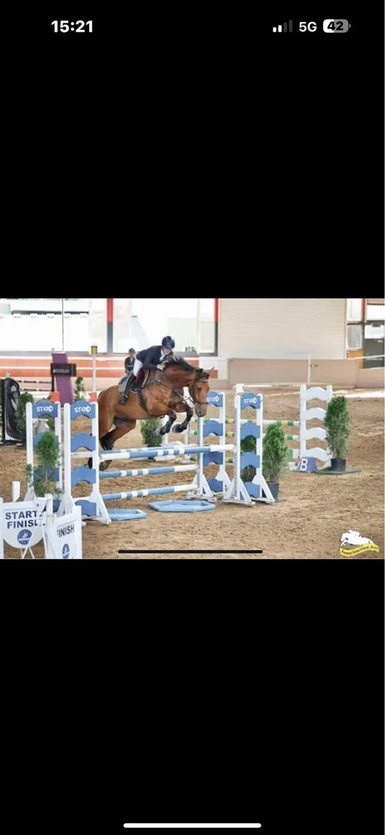 11 year gelding 17.1 School master - Image 4