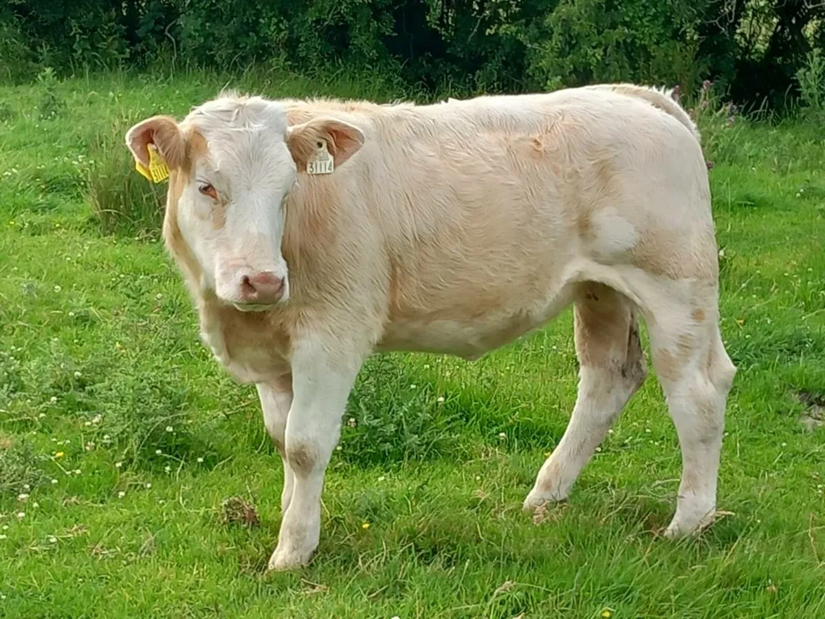 Charolai heifer - Image 1