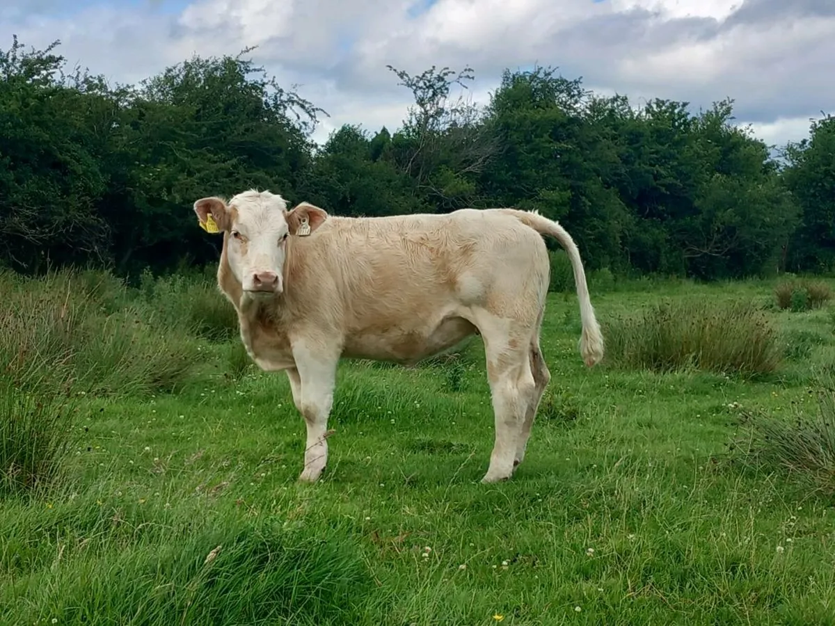 Charolai heifer - Image 4