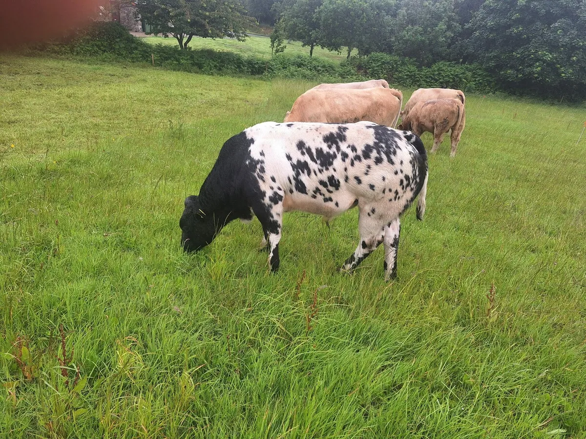 Weanling Sale & Suckler Sale Skibbereen Mart 27/6 - Image 2
