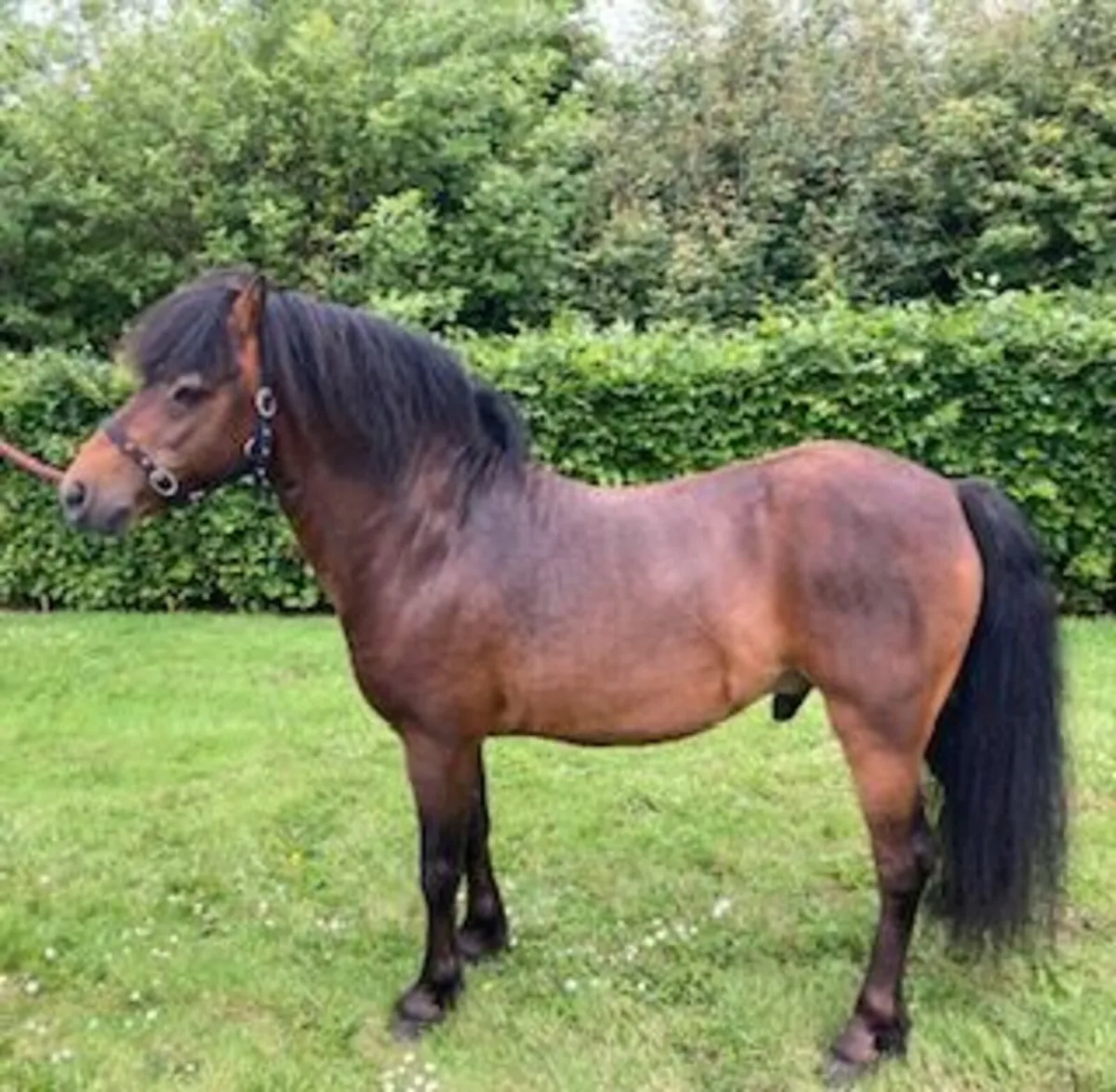 Kerry Bog Pony Stallion - Image 2