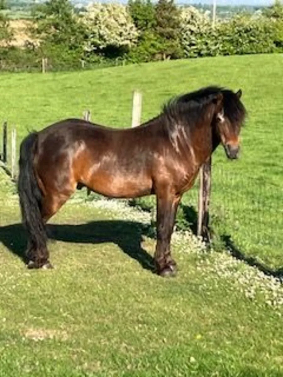 Kerry Bog Pony Stallion - Image 3