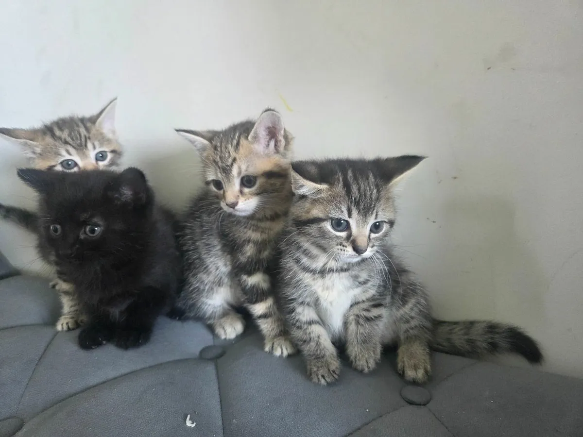 Kittens - Image 1