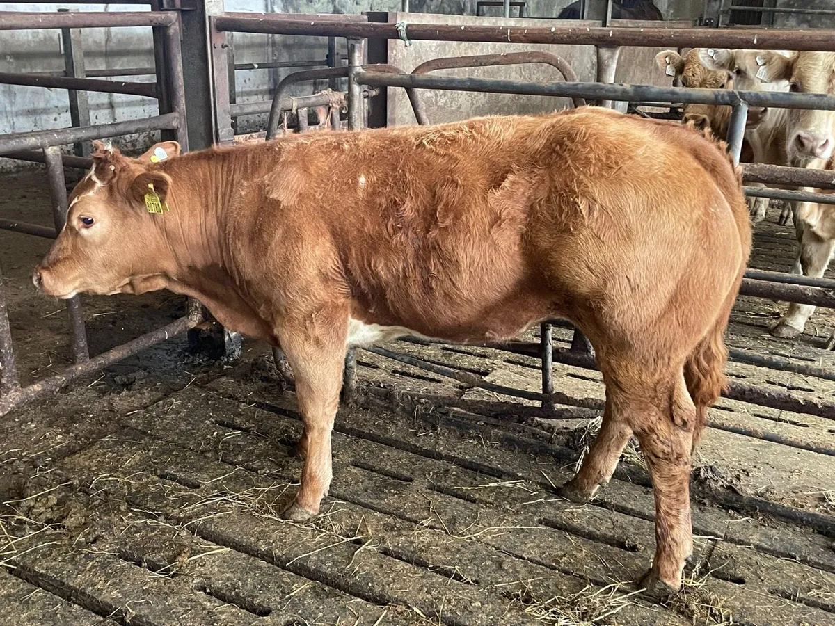 BB heifer - Image 1