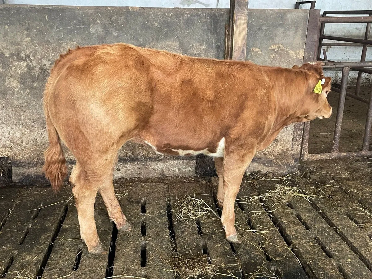 BB heifer - Image 2