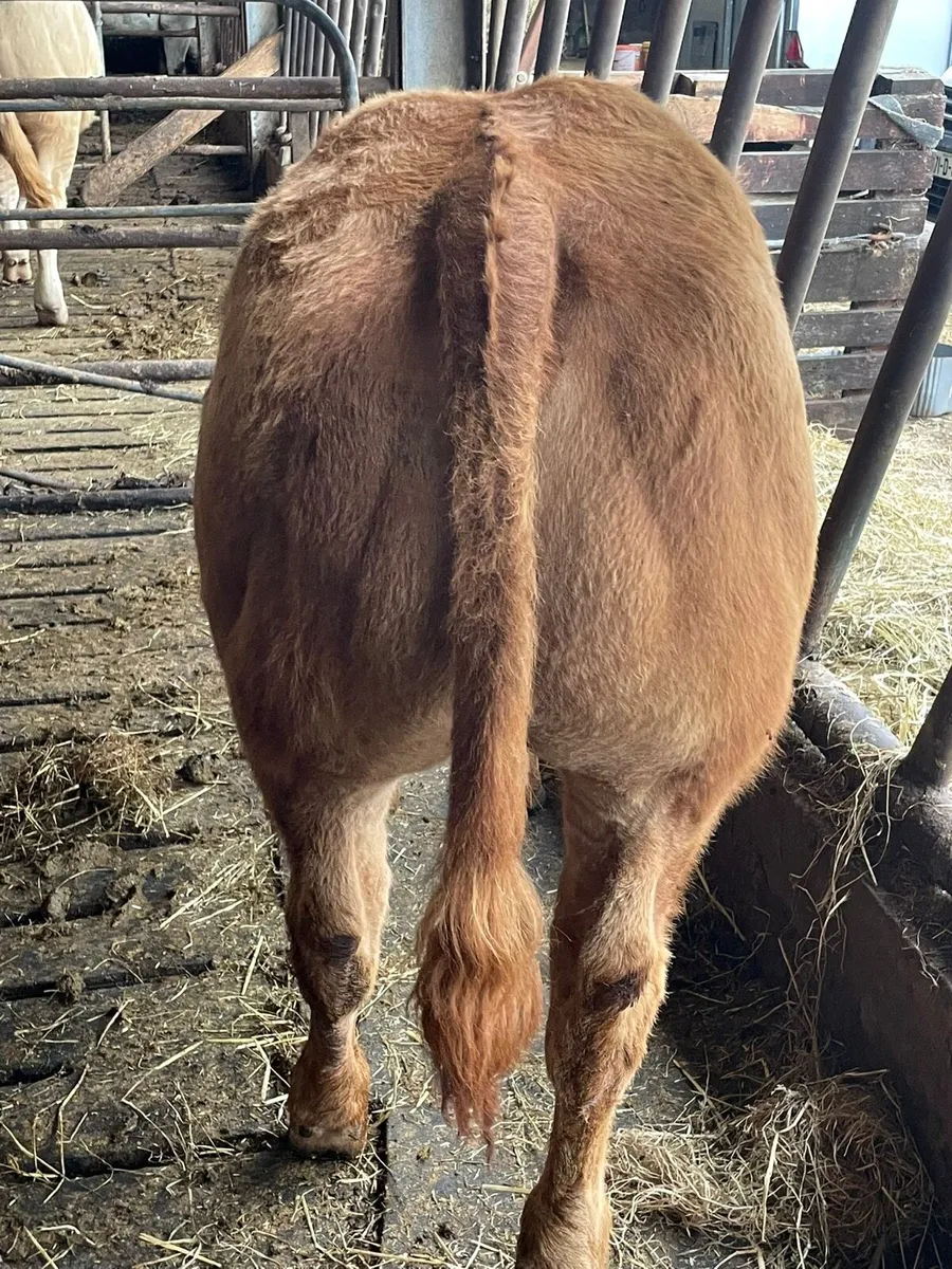 BB heifer - Image 3