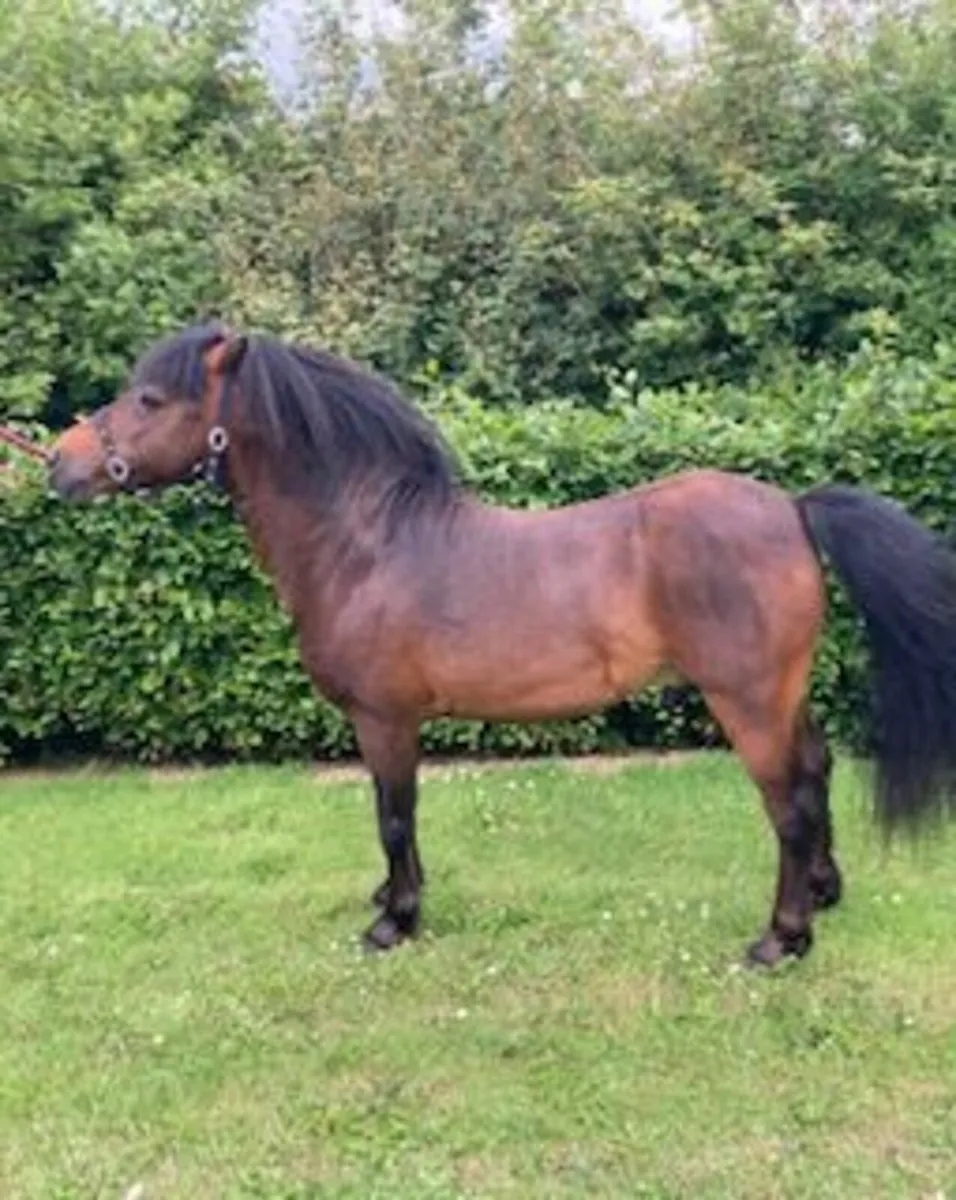Kerry Bog Pony Stallion - Image 4
