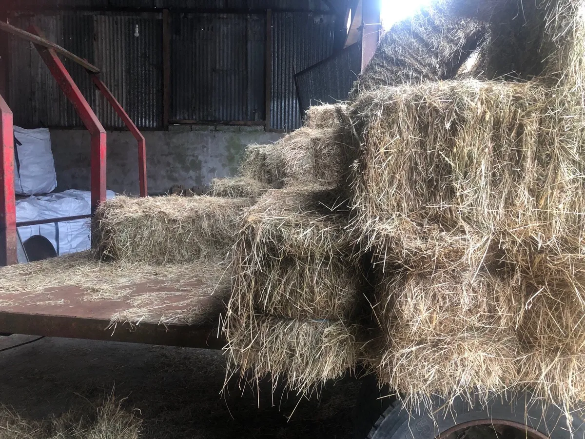 Small square bales of hay - Image 2
