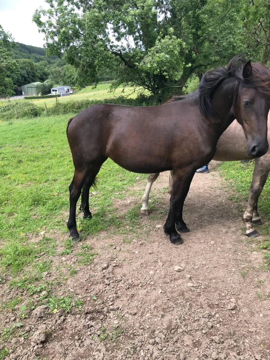Fresian filly - Image 1