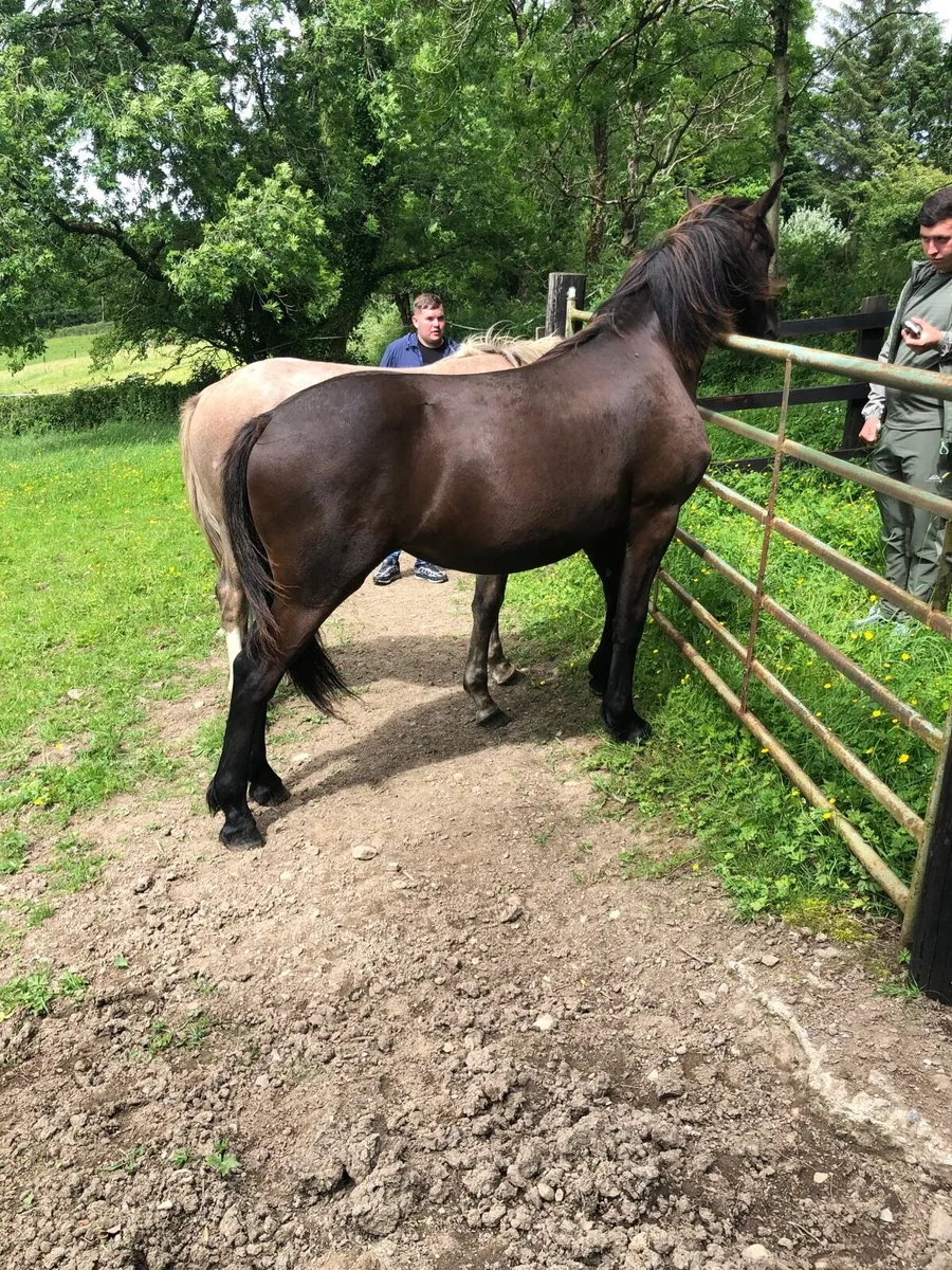 Fresian filly - Image 2