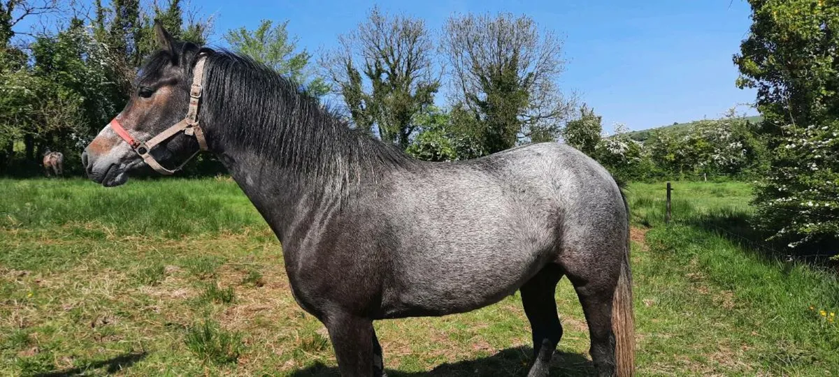 Connemara Pony - Image 2