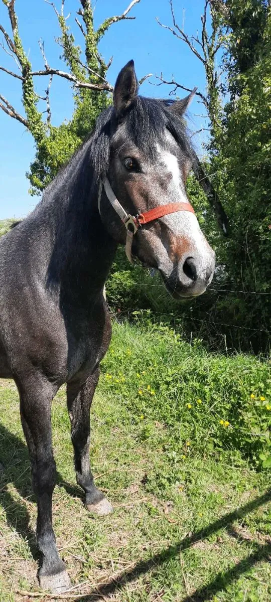 Connemara Pony - Image 3