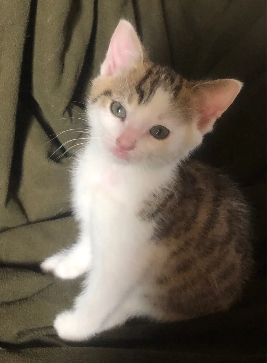 Female tabby and tabby/white kittens - Image 1