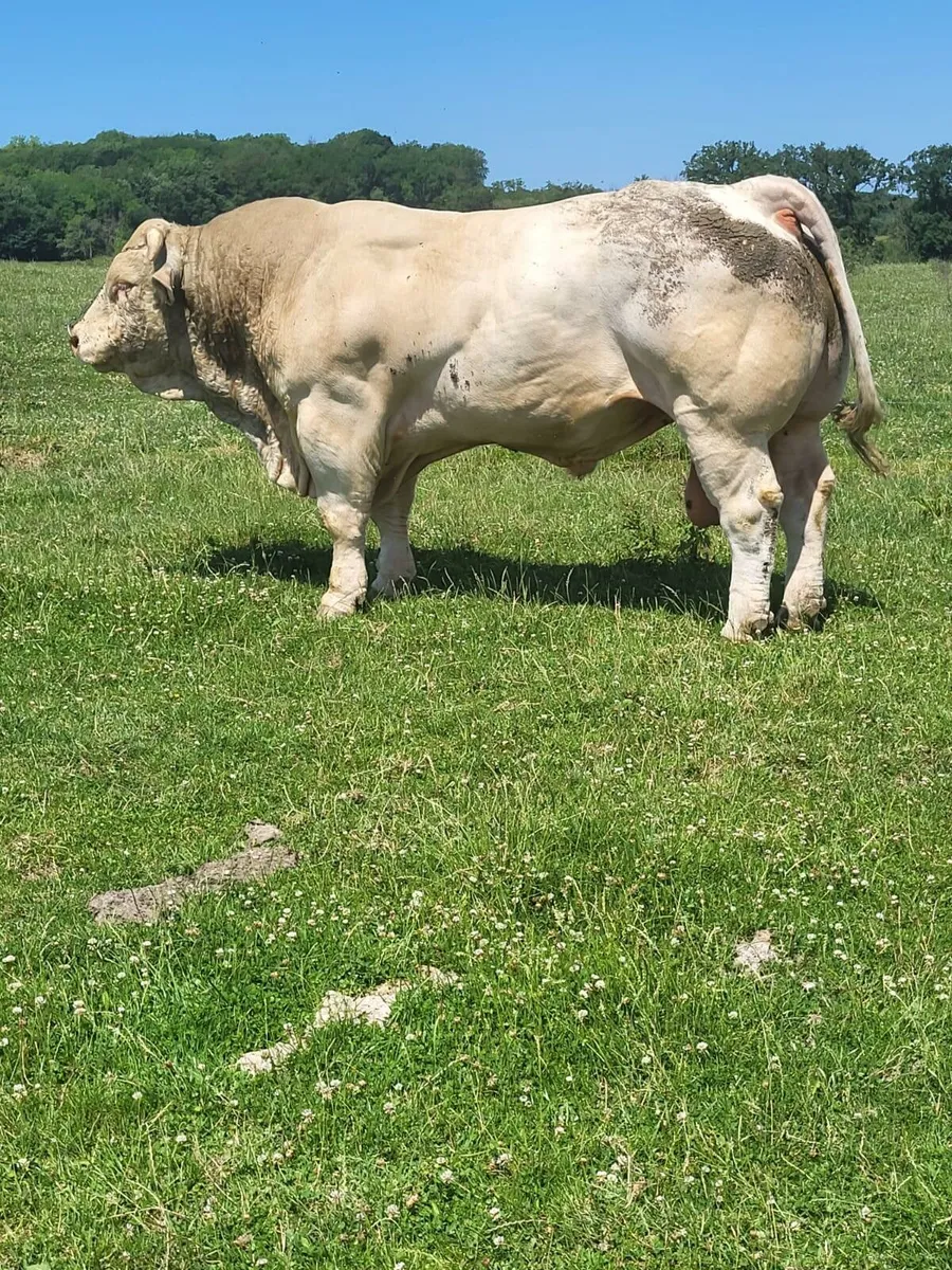 Pedigree Charolais Bulls for sale - Image 1