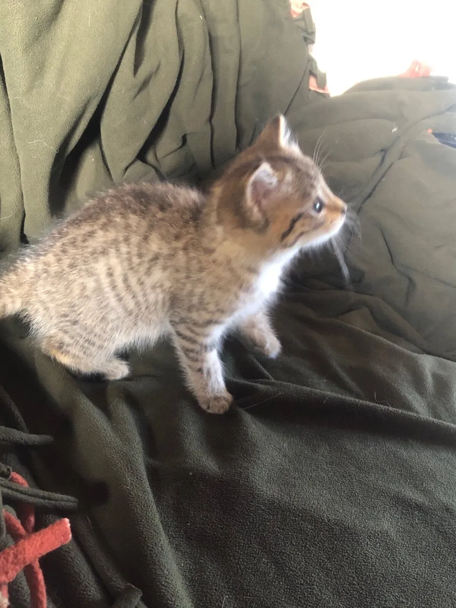 Female tabby and tabby/white kittens - Image 2