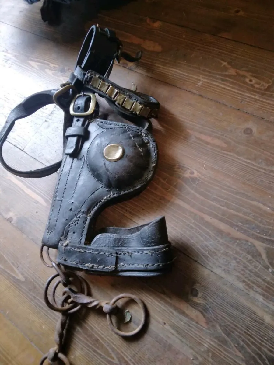 Common cob harness - Image 1
