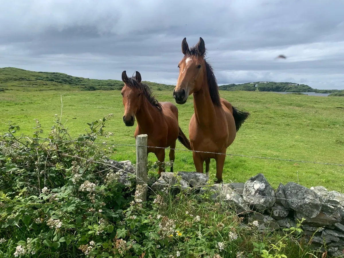 Young horses - Image 1