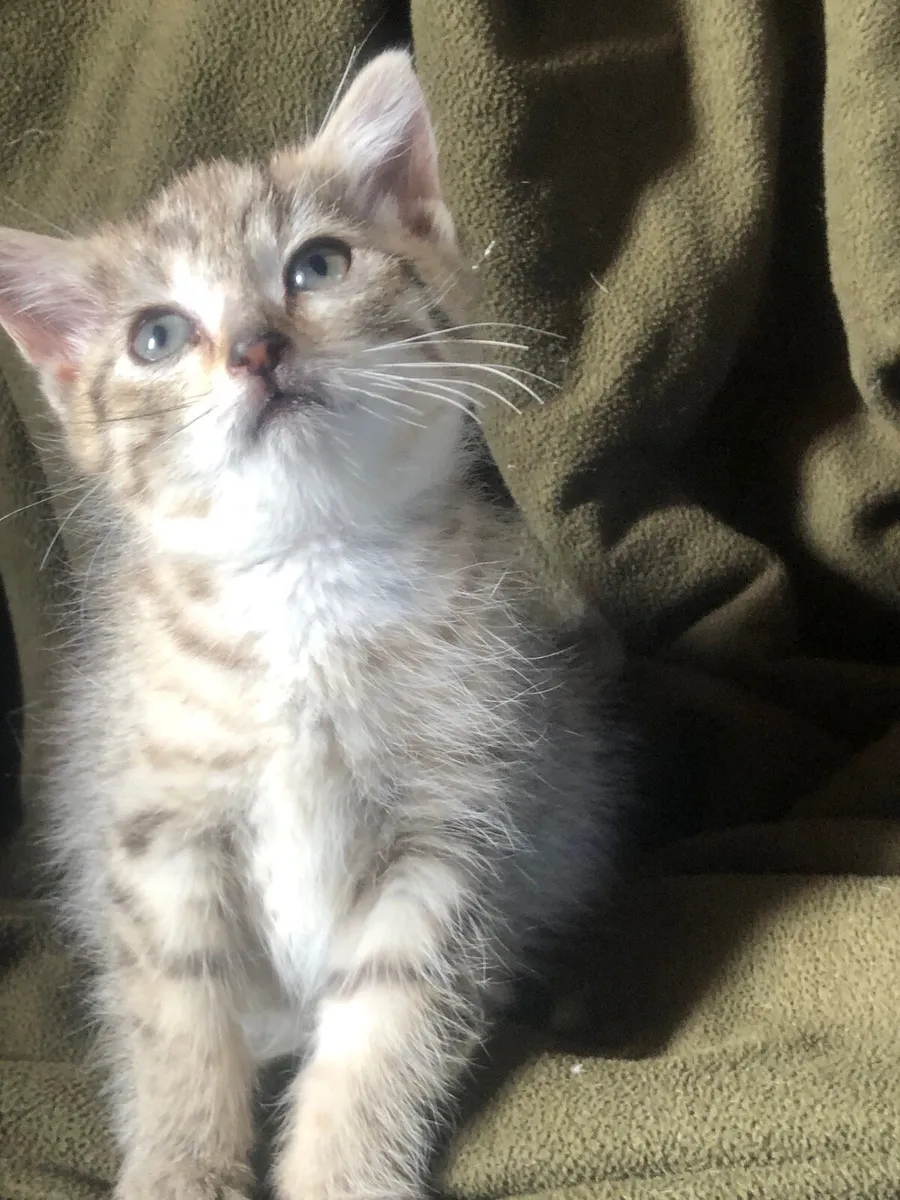 Female tabby and tabby/white kittens - Image 3