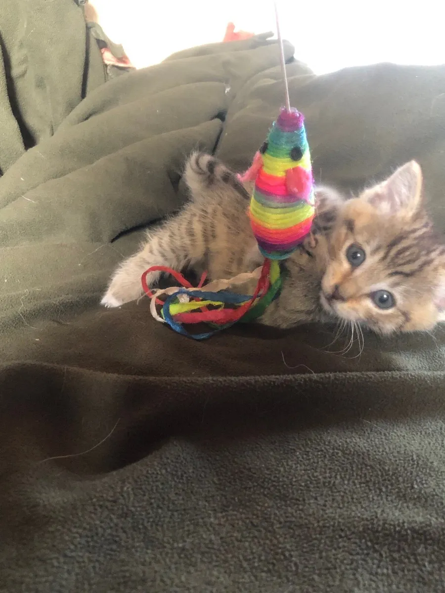 Female tabby and tabby/white kittens - Image 4