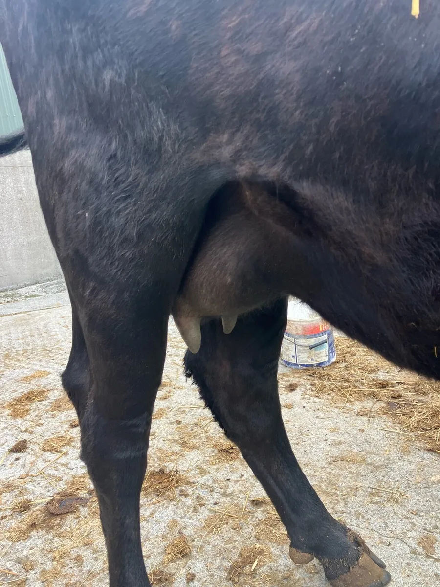 Foster cow - Image 2