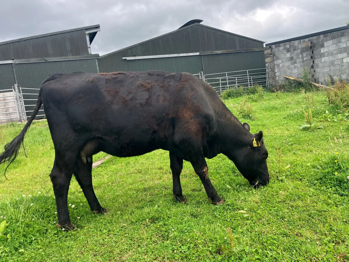 Foster cow - Image 3