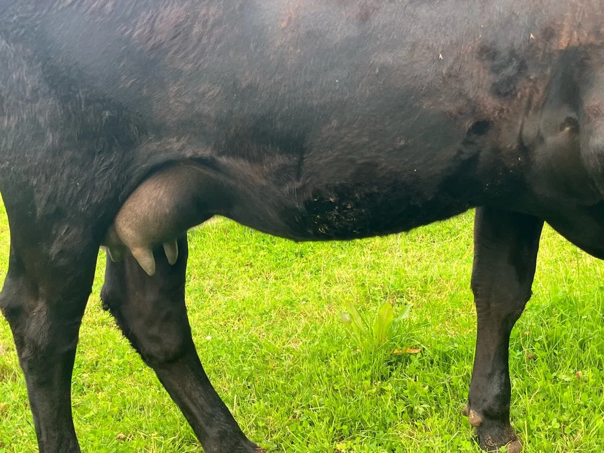 Foster cow - Image 1