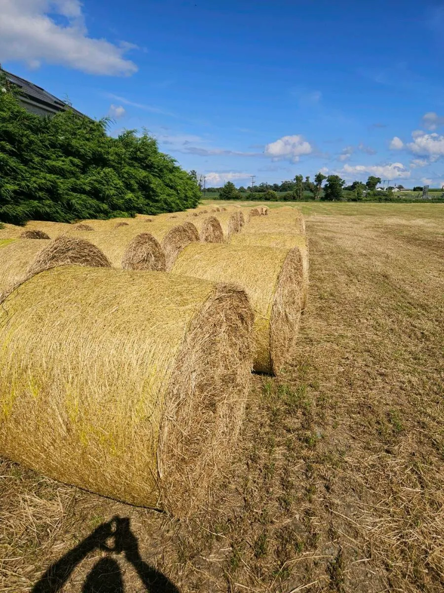 Hay bales - second cut ever